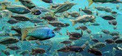 Tilapia fishes Tilapia fishes