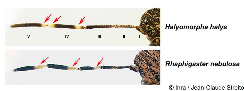 23_Halyomorpha_halys.jpg 23_Halyomorpha_halys.jpg