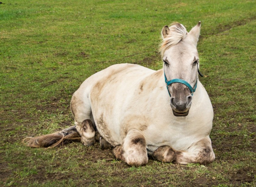 &ldquo;Dit project draagt bij aan de switch naar onderzoek waarvoor geen levende paarden nodig zijn,&rdquo; aldus prof. ir. Wouter Hendriks.   