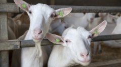 Two curious goats Two curious goats
