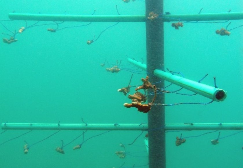 mariculture.jpg mariculture.jpg