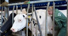 Researcher Ingrid de Jong checking the heartrate of a cow Researcher Ingrid de Jong checking the heartrate of a cow
