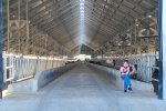 In the mega stable with 1,000 cows