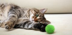 Cat playing with a toy Cat playing with a toy