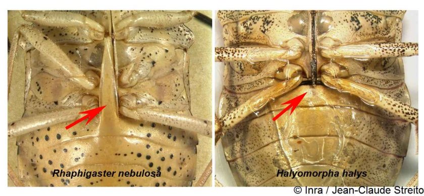 21_Halyomorpha_halys.jpg 21_Halyomorpha_halys.jpg