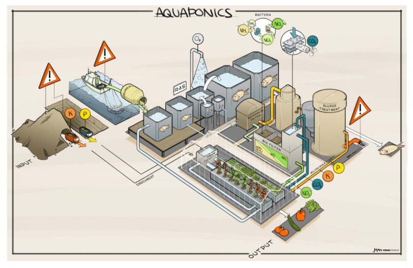 Sketch of an aquaponic system: a cross-over between greenhouse horticulture and aquaculture.