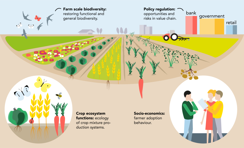 The trans-disciplinary research programme CropMix connects ecology, agronomy, socio-economics and transition studies. The trans-disciplinary research programme CropMix connects ecology, agronomy, socio-economics and transition studies.