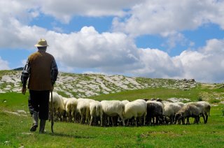 circular food system_grass-fed ruminant proudction_kringlooplandbouw