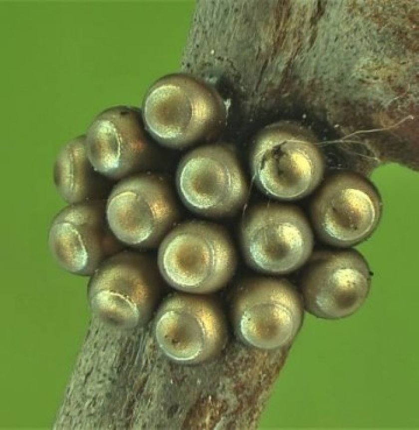 Grauwe schildwants (Rhaphigaster nebulosa) Grauwe schildwants (Rhaphigaster nebulosa)