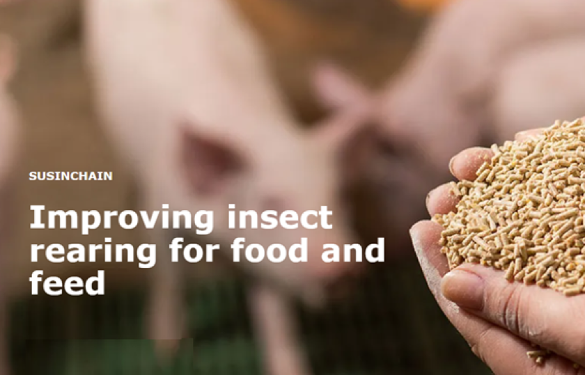 Improving insect rearing for food and feed