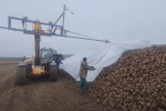 Covering the beets