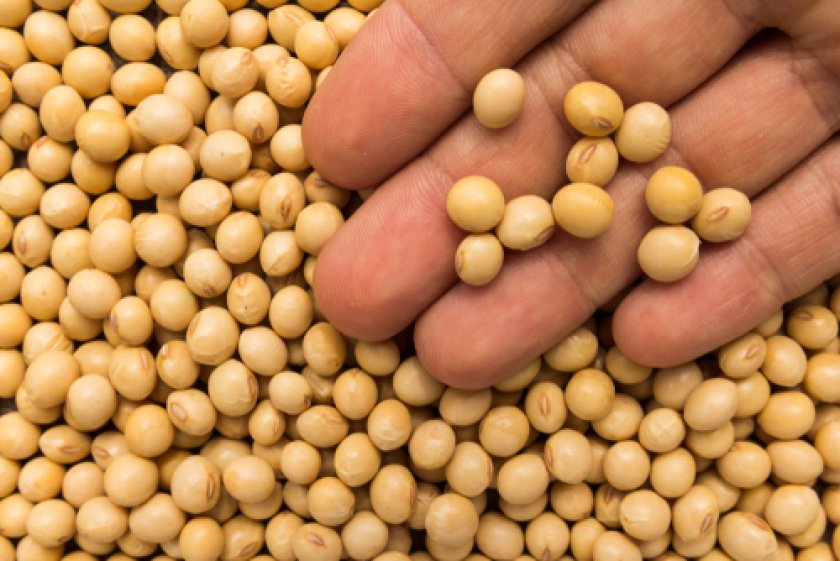 Soy beans Soy beans