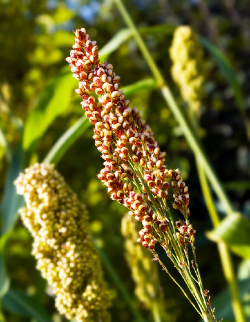 Quinoa plant - WUR researchers have developed quinoa that can grow on high saline soil Quinoa plant - WUR researchers have developed quinoa that can grow on high saline soil