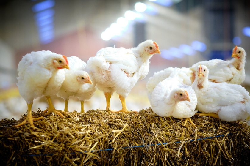 Broilers on a straw bale Broilers on a straw bale