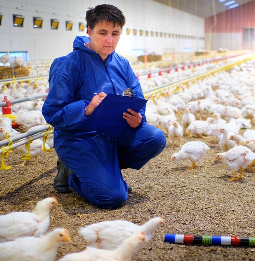 Ingrid de Jong doing broiler research Ingrid de Jong doing broiler research
