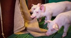 Pigs playing with enrichment Pigs playing with enrichment
