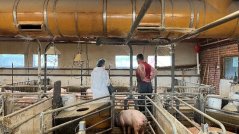 An animal welfare inspector assesses the stocking density in a pig pen, checking whether the animals have sufficient space according to EU standards. Photo WUR. An animal welfare inspector assesses the stocking density in a pig pen, checking whether the animals have sufficient space according to EU standards. Photo WUR.