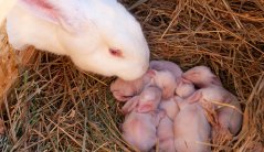 Rabbit with her young Rabbit with her young